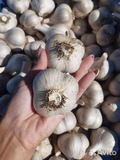 Чеснок/грибы сушёные