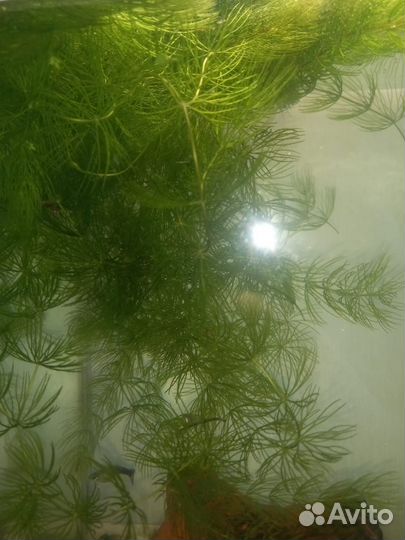 Водоросли для аквариума