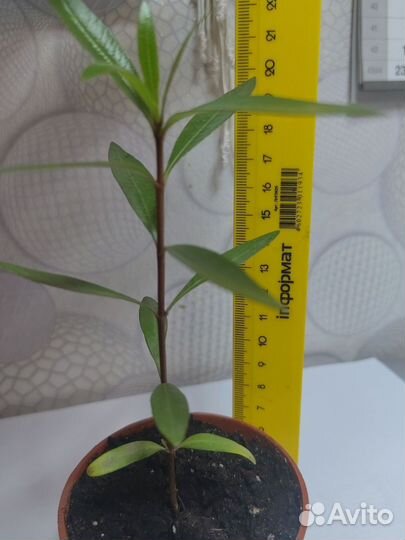 Карликовый гранат