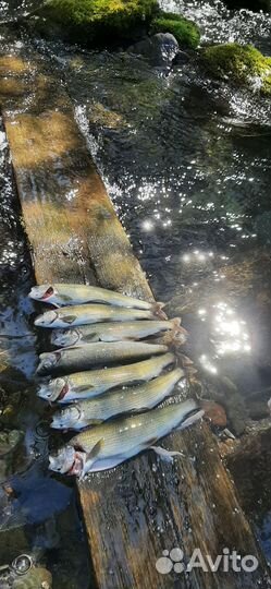 Рыбалка на хариуса