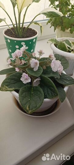 Фиалка в горшке белая с розовым