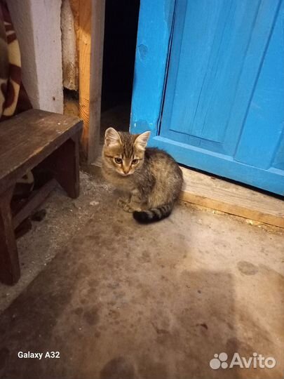 Кошка в дар бесплатно