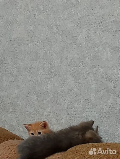 Кошечки в добрые руки