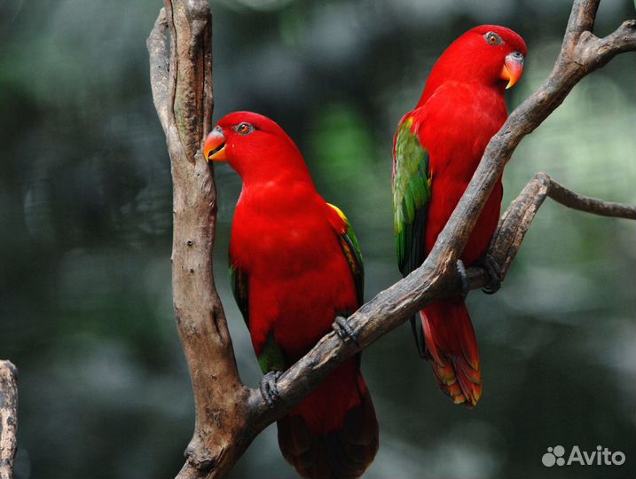 Разные попугаи оптом