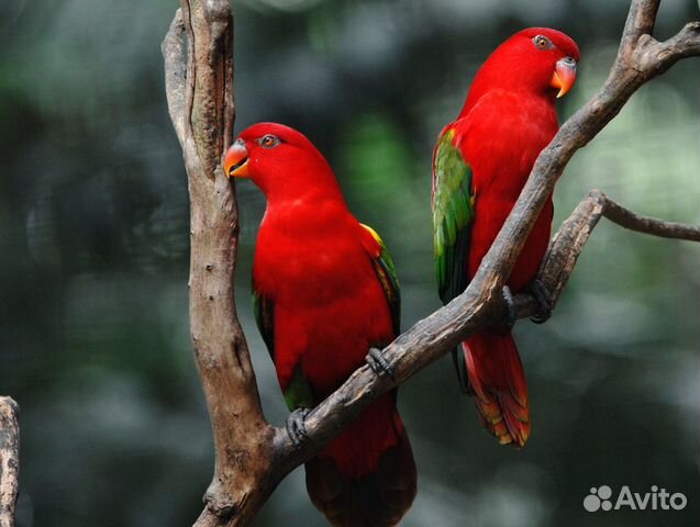 Разные попугаи оптом