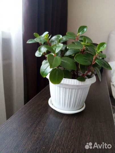 Комнатные цветы, пеперомия