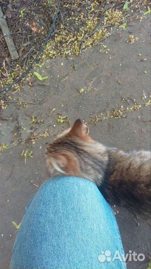 Котята в добрые руки бесплатно