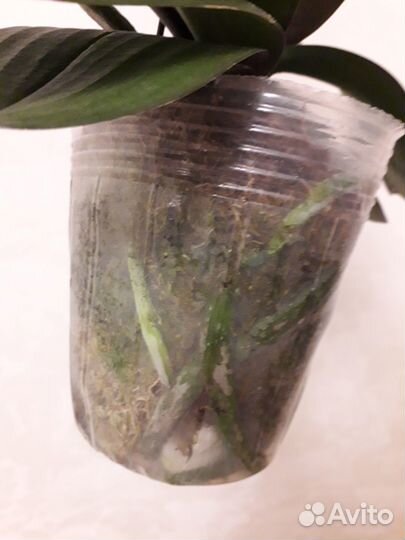 Орхидея фаленопсис биг лип