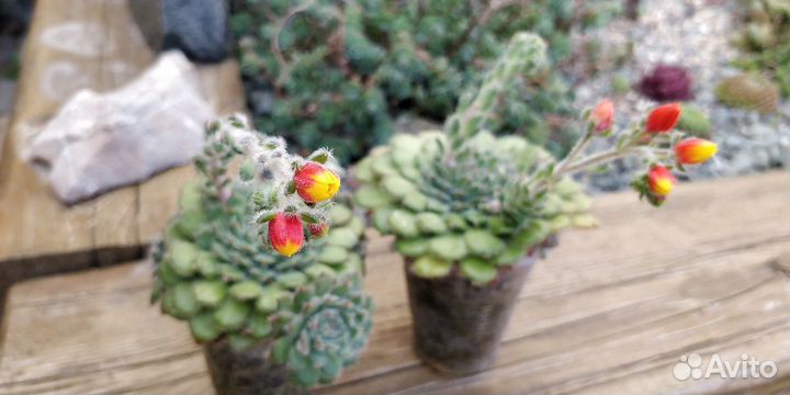 Суккуленты комнатные. Излишки