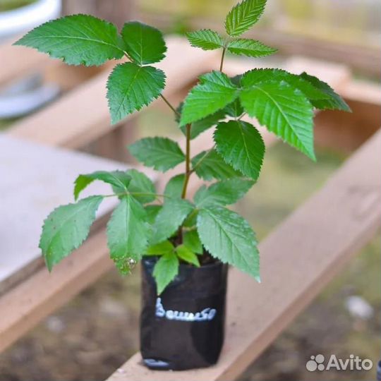 Чернозем первосортный,перегной,доставлю,1-20м.Куб