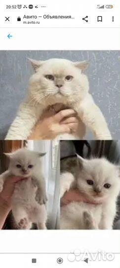 Шотландский кот на вязку