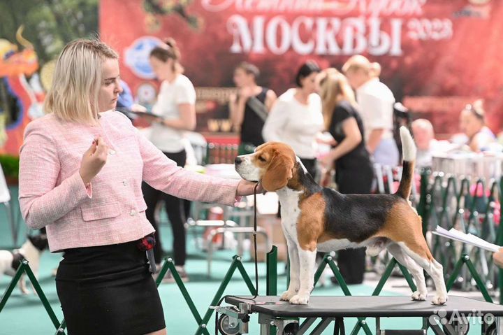 Вязка кобель бигль