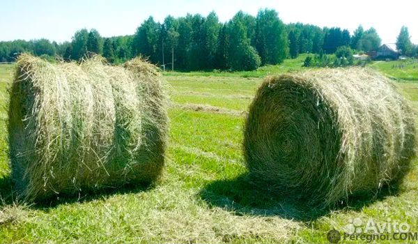 Продам сено в рулонах