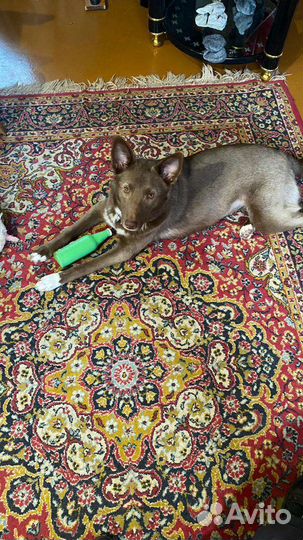 Шоколадная собака