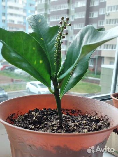 Комнатное растение - Кротон (Кодиеум) цветущий