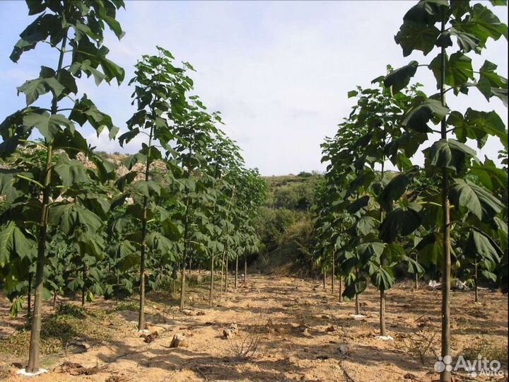 Рассада павловнии