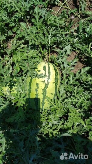 Семена арбуза Мальчик F1