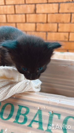 Котенок. мальчик. исключительно В добрые руки
