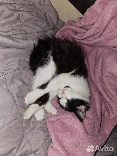 Отдам бесплатно котенка