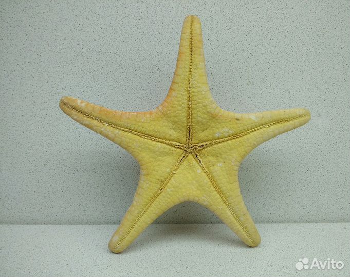 Звезда оранжевая 15,8 морской сувенир подарок