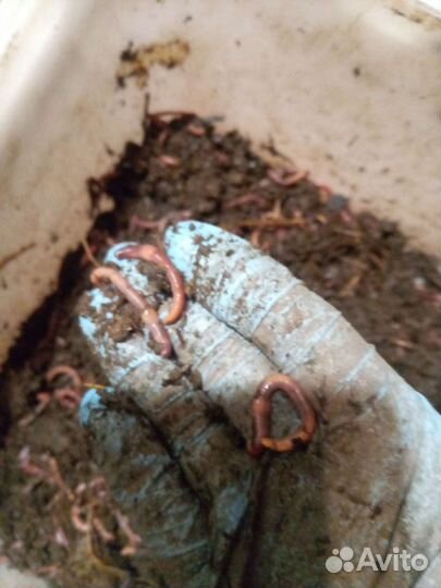 Навозный червь