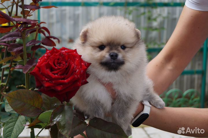 Пушистое чудо- мальчик