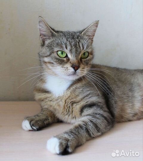 Кошечка Мишель