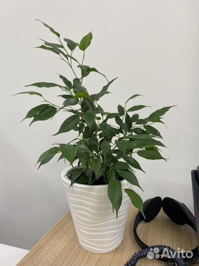 Фикус бенджамина с горшком, отводки фикуса