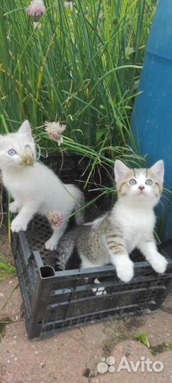 Котята от Сиамского кота