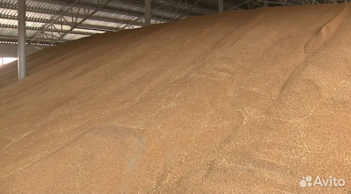 Рожь фураж 2000тн