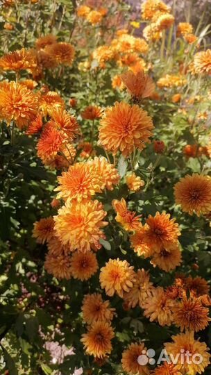 Сумах, живучка, лилейник, лилия, фундук и много др