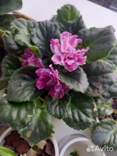 Цветущие фиалки