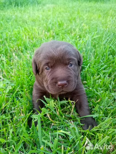 Щенки лабрадора шоколадные