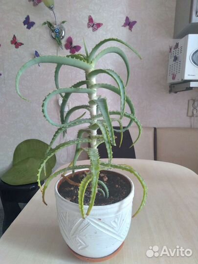 Алоэ вера растение