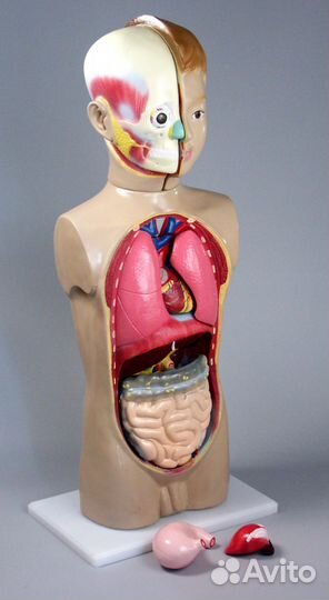 Модель торс человека 65 см