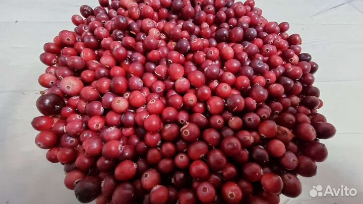 Клюква свежая