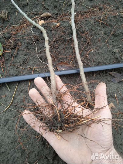 Подвой для яблони мм 106