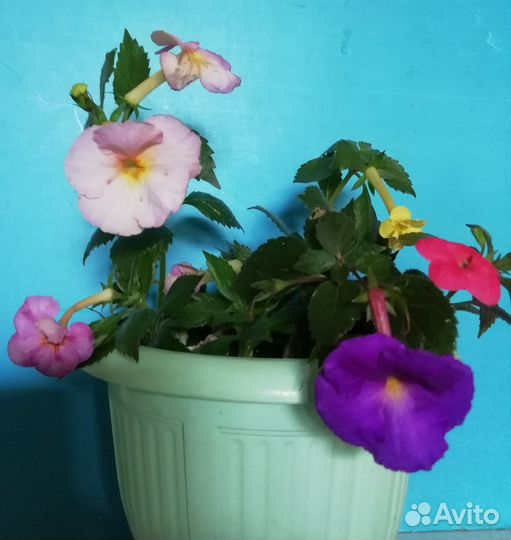 Ахименесы,стрептокарпелла,кампанула и др