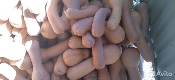 Тыква оптом