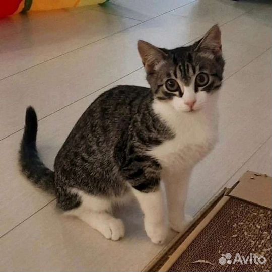 Котенок мальчик 5,5 месяцев