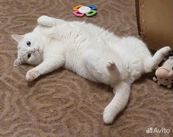 Отдам кота в добрые руки