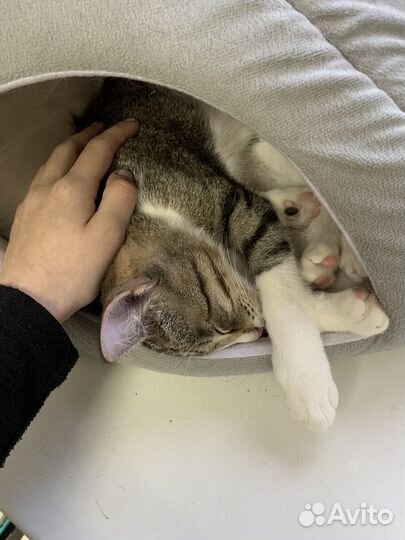 Передержка домашних животных