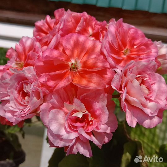 Пеларгонии сортовые