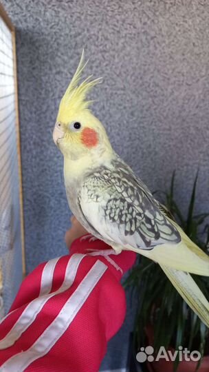 Попугай карелла