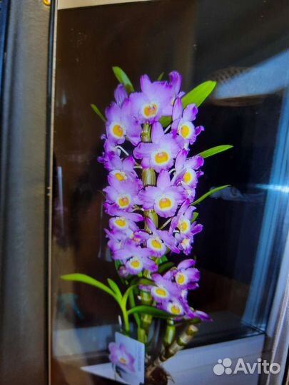 Орхидея дендробиум