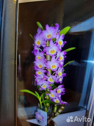 Орхидея дендробиум