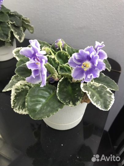 Фиалка сортовая