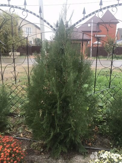 Саженцы туи