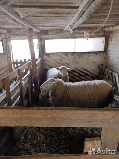 Бараны производители