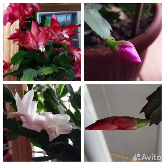 Циперус, церопегия